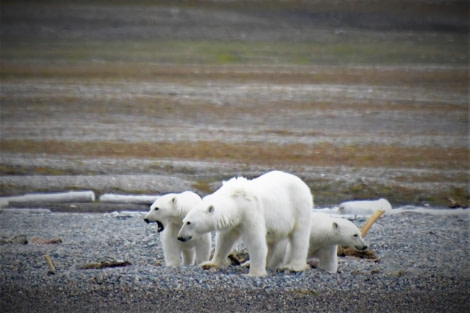 OTL11-22, Day 6, Protecting the cubs © Hazel Pittwood - Oceanwide Expeditions.JPG