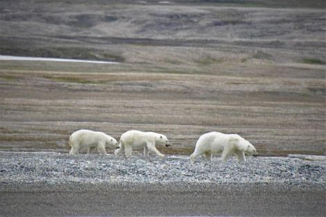 OTL11-22, Day 6, Three bears © Hazel Pittwood - Oceanwide Expeditions.JPG