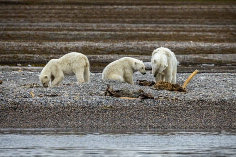 OTL11-22, Day 6, Polar Bears_WKR51608 © Werner Kruse - Oceanwide Expeditions.jpg