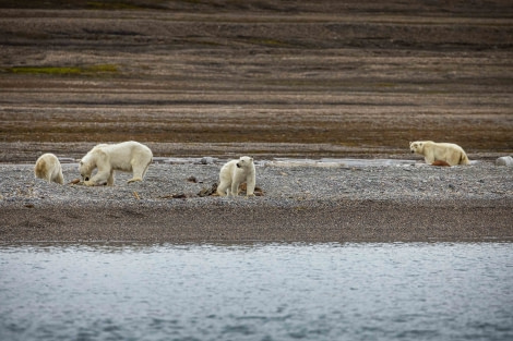 OTL11-22, Day 6, Polar Bears_WKR51680 © Werner Kruse - Oceanwide Expeditions.jpg