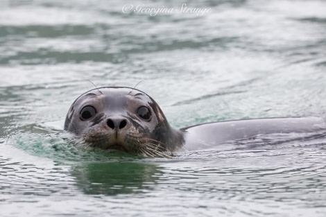 HDS11X22, Day 2, 5A8A7990-Edit © Georgina Strange - Oceanwide Expeditions.jpg