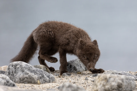 HDS11X22, Day 2, Arctic Fox © Sara Jenner - Oceanwide Expeditions.jpg