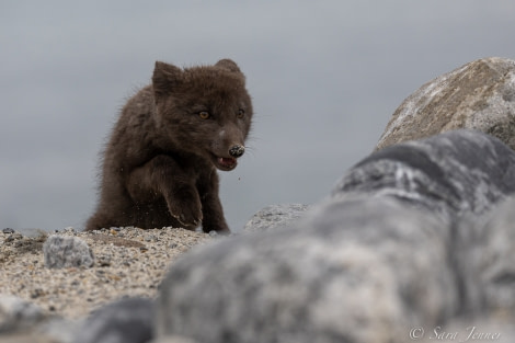 HDS11X22, Day 2, Arctic Fox 1 © Sara Jenner - Oceanwide Expeditions.jpg