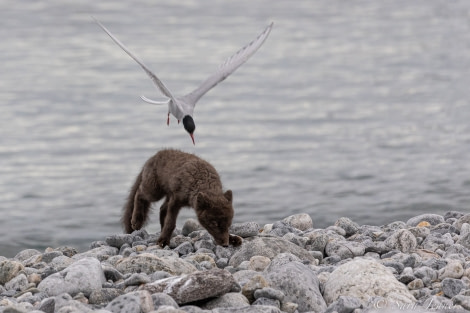 HDS11X22, Day 2, Arctic Fox 2 © Sara Jenner - Oceanwide Expeditions.jpg