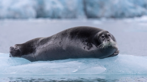 HDS11X22, Day 2, Beared Seal 1 © Sara Jenner - Oceanwide Expeditions.jpg