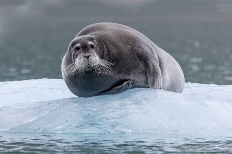 HDS11X22, Day 2, Beared Seal 2 © Sara Jenner - Oceanwide Expeditions.jpg