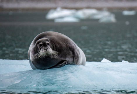 HDS11X22, Day 2, Gullybukta (4) © Laura Mony - Oceanwide Expeditions.jpg