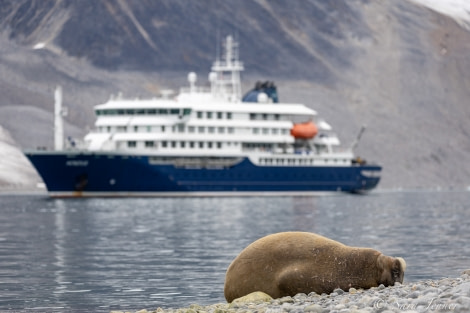 HDS11X22, Day 2, Walrus © Sara Jenner - Oceanwide Expeditions.jpg