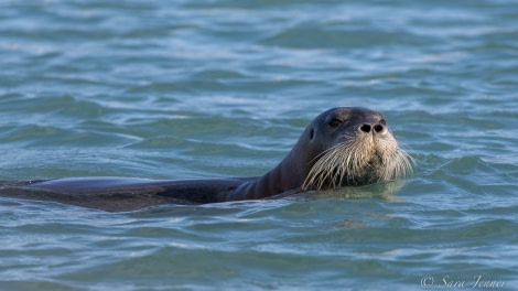 HDS11X22, Day 3, Beared Seal 1 © Sara Jenner - Oceanwide Expeditions.jpg