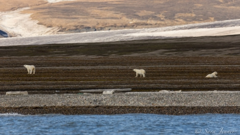 HDS11X22, Day 4, Polar Bears 1 © Sara Jenner - Oceanwide Expeditions.jpg