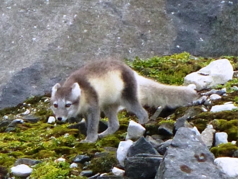 HDS11X22, Day 4, Day 19 Arctic Fox 2 © Unknown Photographer - Oceanwide Expeditions.JPG