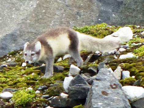 HDS11X22, Day 4, Day 19 Arctic Fox © Unknown Photographer - Oceanwide Expeditions.JPG