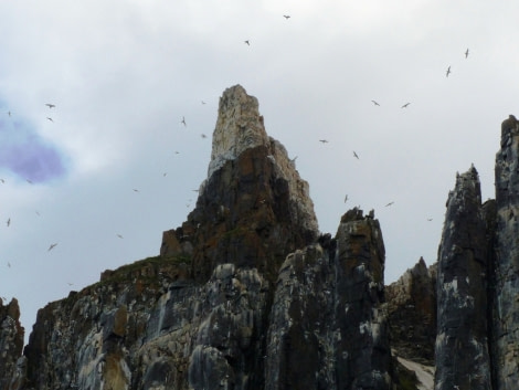 HDS11X22, Day 4, Day 19 Bird Cliff Bird Sky © Unknown Photographer - Oceanwide Expeditions.JPG