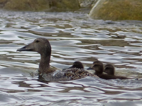 HDS11X22, Day 6, Day 21 eider brood © Unknown Photographer - Oceanwide Expeditions.JPG