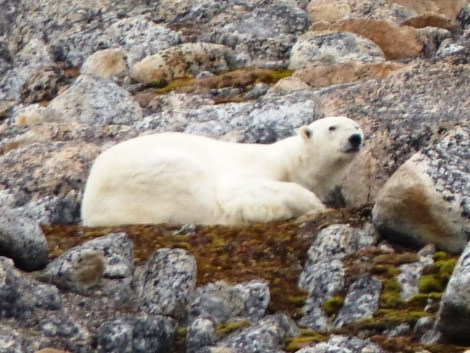 HDS11X22, Day 6, Day 21 Sleep Bear blurry © Unknown Photographer - Oceanwide Expeditions.JPG