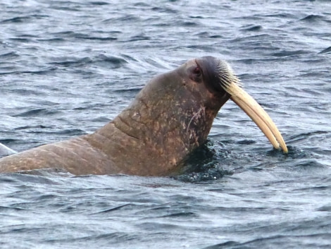 HDS11X22, Day 6, Day 21 Walrus © Unknown Photographer - Oceanwide Expeditions.JPG