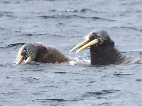 HDS11X22, Day 6, Day 21 walruses 4 © Unknown Photographer - Oceanwide Expeditions.JPG