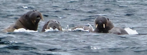 HDS11X22, Day 6, Day 21 walruses long © Unknown Photographer - Oceanwide Expeditions.JPG