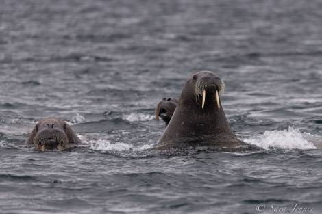HDS11X22, Day 6, Walrus 3 © Sara Jenner - Oceanwide Expeditions.jpg