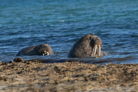 HDS11X22, Day 7, Smeerenburg Walrus 1 ® Sara Jenner - Oceanwide Expeditions.jpg