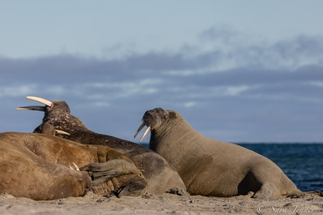 HDS11X22, Day 7, Smeerenburg Walrus 2 ® Sara Jenner - Oceanwide Expeditions.jpg