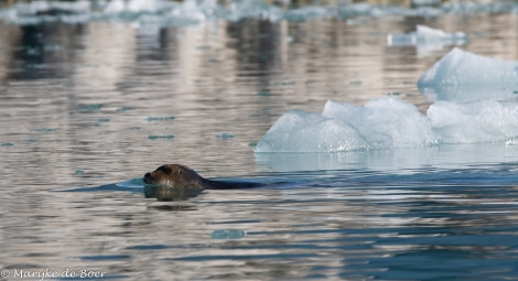 PLA12-22, Day 2, Bearded seal_21 Aug 2022_M de Boer © Marijke de Boer - Oceanwide Expeditions.jpg