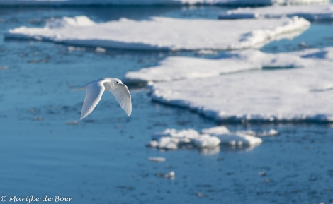 PLA12-22, Day 3, Ivory gull_Pack ice_20220822-4L6A0324_edit_M de Boer © Marijke de Boer - Oceanwide Expeditions.jpg