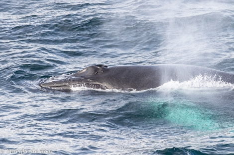 PLA12-22, Day 5, 20220824-4L6A0533_edit_M de Boer_Humpback © Marijke de Boer - Oceanwide Expeditions.jpg