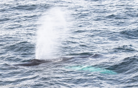 PLA12-22, Day 5, 20220824-4L6A0538_edit_M de Boer_Humpback © Marijke de Boer - Oceanwide Expeditions.jpg