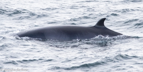 PLA12-22, Day 5, 20220824-4L6A0633_edit_M de Boer_Minke whale © Marijke de Boer - Oceanwide Expeditions.jpg