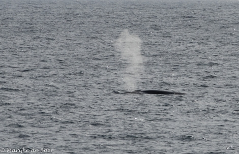 PLA12-22, Day 5, 20220824-4L6A0651_edit_M de Boer_Fin whale © Marijke de Boer - Oceanwide Expeditions.jpg