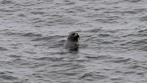 PLA12-22, Day 5, 20220824-4L6A0672_edit_M de Boer_Harp seal © Marijke de Boer - Oceanwide Expeditions.jpg