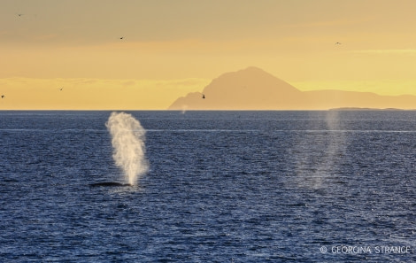 HDS12-22, Day 1, whales © Georgina Strange - Oceanwide Expeditions.jpg