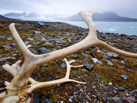 HDS12-22, Day 2, 14 July glacier antler © Georgina Strange - Oceanwide Expeditions.jpg