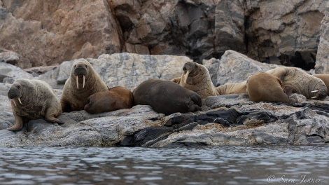 HDS12-22, Day 5, Walrus 6 © Sara Jenner - Oceanwide Expeditions.jpg