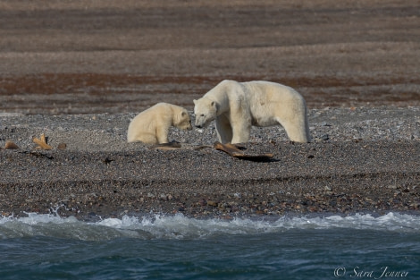 HDS12-22, Day 4, Polar Bear 3 © Sara Jenner - Oceanwide Expeditions.jpg