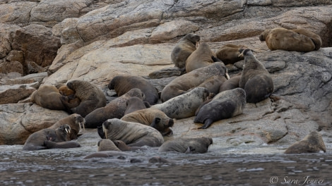 HDS12-22, Day 5, Walrus 1 © Sara Jenner - Oceanwide Expeditions.jpg