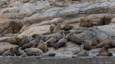 HDS12-22, Day 5, Walrus 2 © Sara Jenner - Oceanwide Expeditions.jpg