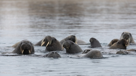 HDS12-22, Day 5, Walrus 4 © Sara Jenner - Oceanwide Expeditions.jpg