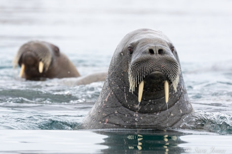 HDS12-22, Day 5, Walrus 5 © Sara Jenner - Oceanwide Expeditions.jpg