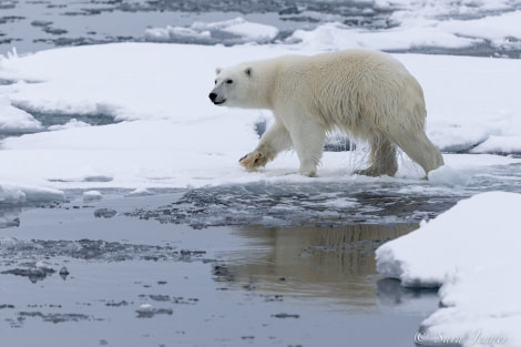 HDS12-22, Day 6, Polar Bear 6 © Sara Jenner - Oceanwide Expeditions.jpg