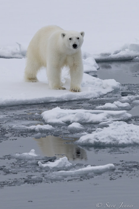 HDS12-22, Day 6, Polar Bear 7 © Sara Jenner - Oceanwide Expeditions.jpg