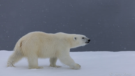 HDS12-22, Day 6, Polar Bear 9 © Sara Jenner - Oceanwide Expeditions.jpg