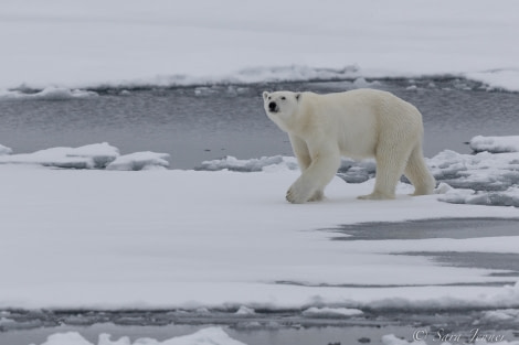 HDS12-22, Day 6, Polar Bear 16 © Sara Jenner - Oceanwide Expeditions.jpg