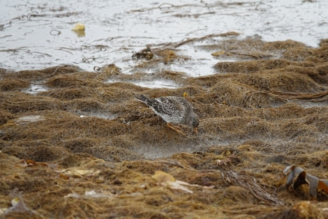 HDS12-22, Day 7, sanderling © Unknown Photographer - Oceanwide Expeditions.jpg