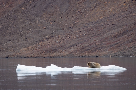 HDS14-22, 20220918_Arjen_Drost_0194 © Arjen Drost, Natureview - Oceanwide Expeditions.jpg