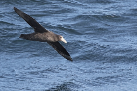 OTL21-22, Day 3, SouthernGiantPetrel_At sea_28oct2022 © Regis Perdriat - Oceanwide Expeditions.jpg