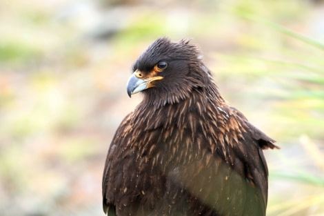 OTL21-22, Day 3, StiatedCaracara_GrandJason_28oct2022 © Regis Perdriat - Oceanwide Expeditions.jpg