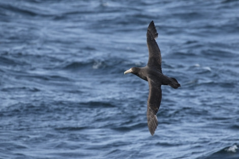 OTL21-22, Day 3, 170A3281 (1) © Unknown photographer - Oceanwide Expeditions.jpg