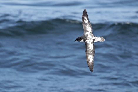 OTL21-22, Day 3, CapePetrel_At sea_28oct2022 © Regis Perdriat - Oceanwide Expeditions.jpg